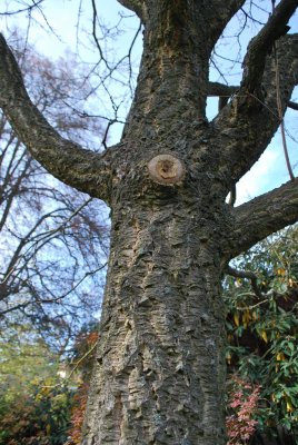 Phellodendron amurense - korkovník amurský - borka s detailem na dorůstání